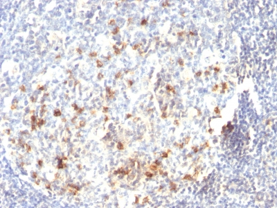 Monoclonal Antibody to CD57 / B3GAT1 (Natural Killer Cell Marker)(Clone : HNK-1 or Leu-7)