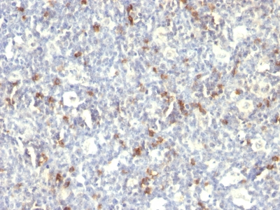 Monoclonal Antibody to CD57 / B3GAT1 (Natural Killer Cell Marker)(Clone : SPM129)