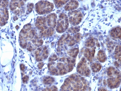 Monoclonal Antibody to GLG1 (Golgi Glycoprotein 1) (Marker for Human Cells)(Clone : GLG1/970)