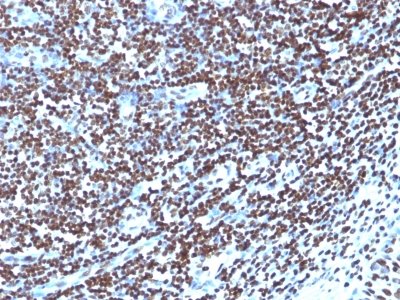 Monoclonal Antibody to Histone H1 (Nuclear Marker)(1415-1.)