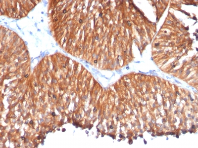 Monoclonal Antibody to HSP60 (Heat Shock Protein 60) (Mitochondrial Marker)(Clone : HSPD1/780)