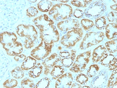 Monoclonal Antibody to Laminin, gamma 1 (LAMC1)(Clone : SPM193)