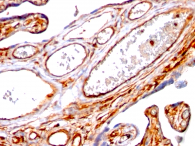 Monoclonal Antibody to Moesin(Clone : SPM562)