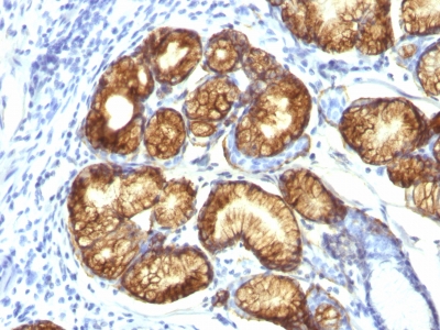 Monoclonal Antibody to MUC6 (Mucin 6 / Gastric Mucin)(Clone : CLH5)