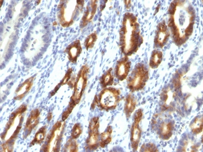 Monoclonal Antibody to MUC6 (Mucin 6 / Gastric Mucin)(Clone : MUC6/916)