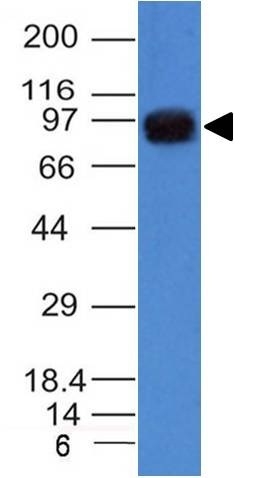 Monoclonal Antibody to UACA / Nucling (Nuclear Membrane Marker)(Clone : AE-5)