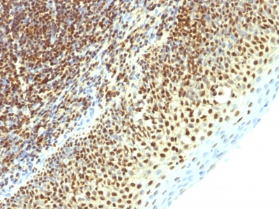 Monoclonal Antibody to SUMO-2(Clone : SPM621)