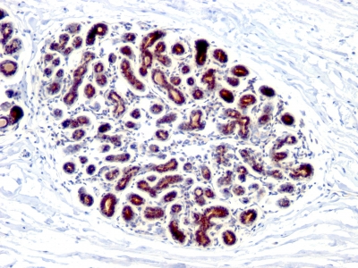 Monoclonal Antibody to pS2 / pNR-2 / Trefoil Factor 1 (Estrogen-Regulated Protein)(Clone : GE2; same as R47/9