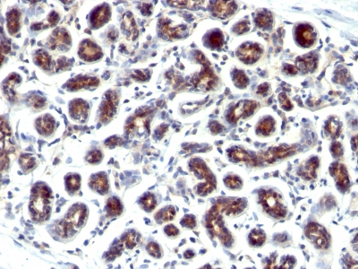 Monoclonal Antibody to pS2 / pNR-2 / Trefoil Factor 1 (Estrogen-Regulated Protein)(Clone : SPM573)