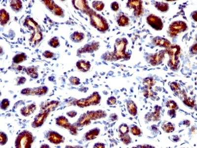 Monoclonal Antibody to pS2 / pNR-2 / Trefoil Factor 1 (Estrogen-Regulated Protein)(Clone : TFF1/1091)