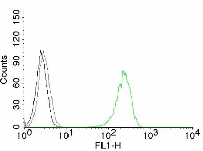 Monoclonal Antibody to CD71 / Transferrin Receptor (TFRC)(Clone : 66IG10)