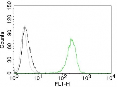 Monoclonal Antibody to CD71 / Transferrin Receptor (TFRC)(Clone : TFRC/1059)