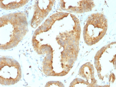 Monoclonal Antibody to GRP94 / HSP90B1 (Endoplasmic Reticulum Marker)(Clone : 9G10.F8.2)