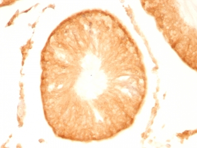 Monoclonal Antibody to PGP9.5 / UchL1 (pan-Neuronal Marker)(Clone : UCHL1/775)