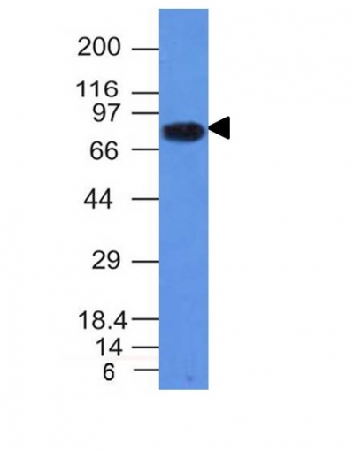 Monoclonal Antibody to CD86 (Dendritic Cells Maturation Marker)(Clone : C86/1146)