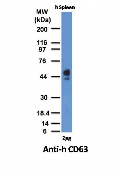 Monoclonal Antibody to CD63 (Late Endosomes Marker)(Clone : NKI/C3)