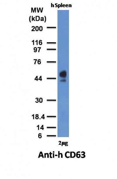 Monoclonal Antibody to CD63 (Late Endosomes Marker)(Clone : SPM524)