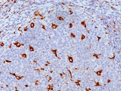 Monoclonal Antibody to CD68 (Macrophage Marker)(Clone : KP1)