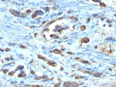 Monoclonal Antibody to Cdc20 (Cell Division Cycle Protein 20)(Clone : AR12)