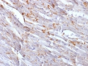 Mouse Monoclonal Antibody To N-Cadherin (Clone: CDH2/1573)