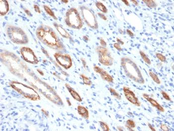 Anti-Occludin (Marker of Early Blood Brain Barrier Damage) Monoclonal Antibody (Clone: OCLN/2181)