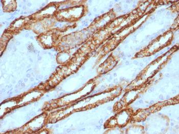 Anti-Ksp-Cadherin (Kidney-Specific Cadherin) / CDH16 Polyclonal Antibody