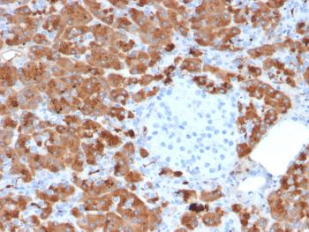 Anti-Carboxypeptidase A1 / CPA1 (Pancreatic Cancer Marker) Monoclonal Antibody(Clone: CPA1/2712)