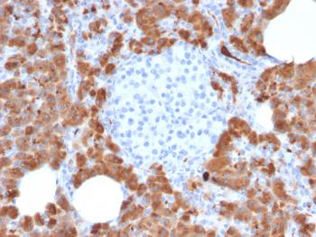 Anti-Carboxypeptidase A1 / CPA1 (Pancreatic Cancer Marker) Monoclonal Antibody(Clone: CPA1/2714)