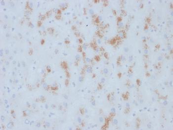 Anti-Cytochrome p450 Monoclonal Antibody(Clone: M12P4H2)