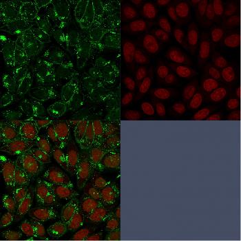 Anti-CD55 / Decay Accelerating Factor (DAF) Monoclonal Antibody(Clone: F4-29D9)