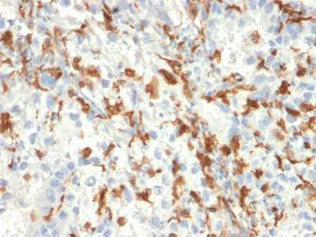 Anti-AIF1 / Iba1 (Microglia Marker) Monoclonal Antibody(Clone: AIF1/2493)