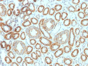 Anti-Erythropoietin (EPO) (Marker of Placentation Disorders) Monoclonal Antibody(Clone: EPO/1367)