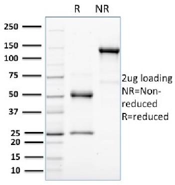 Anti-HER-4 / ERBB4 Monoclonal Antibody(Clone: HFR-1)