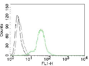 Anti-ER-beta-1 (Estrogen Receptor beta-1) Monoclonal Antibody(Clone: ERb455)-CF488