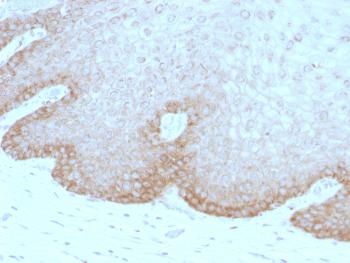 Anti-Protocadherin FAT2 (FAT Atypical Cadherin 2) Monoclonal Antibody(Clone: 8C5)