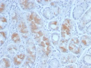 Anti-Gastrin Monoclonal Antibody(Clone: GAST/2634)