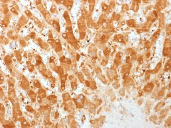 Anti-Connexin 32 (Gap Junction Protein) Monoclonal Antibody(Clone: GJB1/1753)