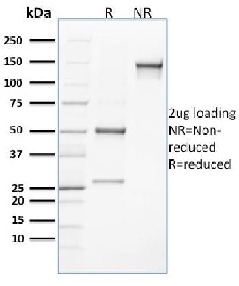 Anti-CLEC9A / DNGR1 (Dendritic Cell Marker) Monoclonal Antibody(Clone: 8F9)