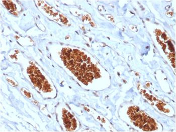 Anti-Glycophorin A / CD235a (Erythrocyte Marker) Monoclonal Antibody(Clone: rGYPA/280)