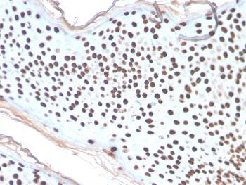 Anti-Histone H1 (Pan Nuclear Marker) Monoclonal Antibody(Clone: AE-4)