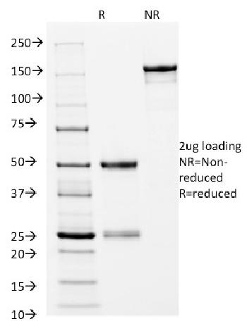 Anti-HLA-DRB (MHC II) Monoclonal Antibody(Clone: L243)