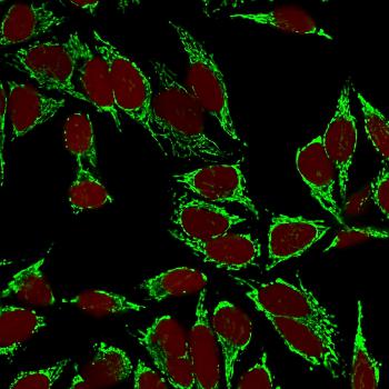 Anti-HSP60 (Heat Shock Protein 60) (Mitochondrial Marker) Monoclonal Antibody(Clone: LK2)