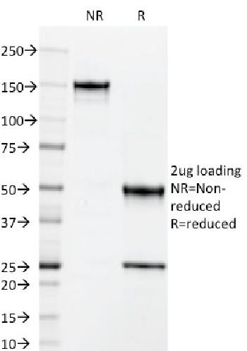 Anti-CD50 / ICAM3 Monoclonal Antibody(Clone: 101-1D2)