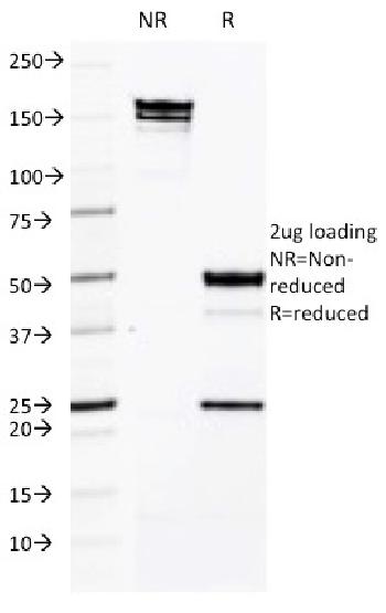 Anti-CD50 / ICAM3 Monoclonal Antibody(Clone: CG106)