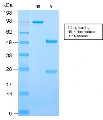 Anti-CD50 / ICAM3 Monoclonal Antibody(Clone: ICAM3/2873R)