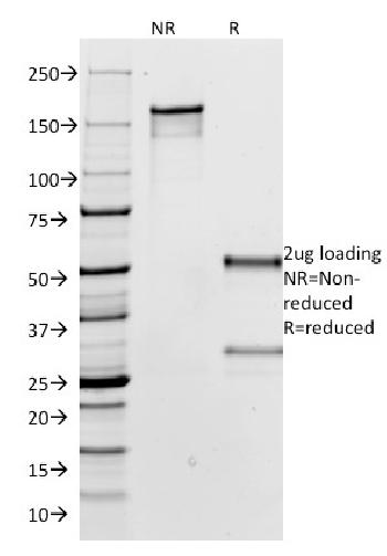 Anti-IgG (Immunoglobulin Gamma Heavy Chain) (B-Cell Marker) Monoclonal Antibody(Clone: IG266)-CF488