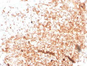 Anti-IgM (Immunoglobulin Mu Heavy Chain) (B-Cell Marker) Monoclonal Antibody(Clone: rIGHM/3802)