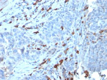 Anti-IgM (Immunoglobulin Mu Heavy Chain) (B-Cell Marker) Monoclonal Antibody(Clone: IGHM/3135R)