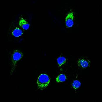 Anti-Lambda Light Chain (B-Cell Marker) Monoclonal Antibody(Clone: HP6054)-CF488