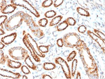 Anti-CD137 / 4-1BB / TNFRSF9 Monoclonal Antibody(Clone: 4-1BB/3201)